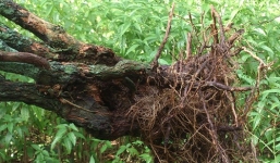 Hoàn Ngọc – giải pháp để phục hồi và nâng cao sức khỏe 